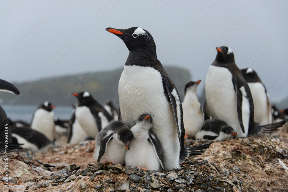 Fototapeta premium Gentoo penguin with chicks in nest