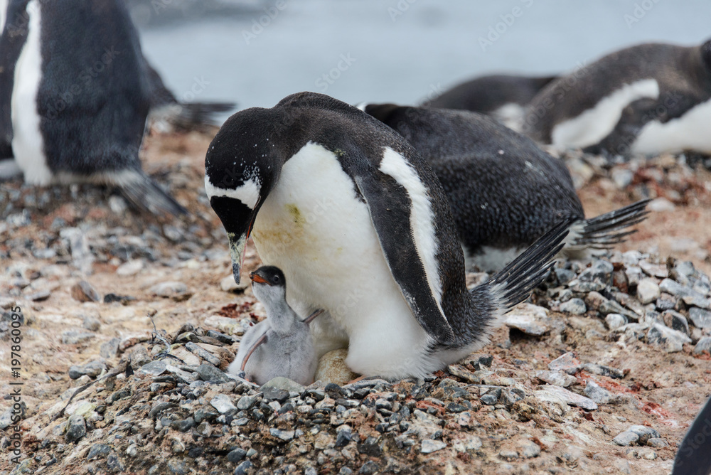 Fototapeta premium Gentoo penguin with chicks in nest