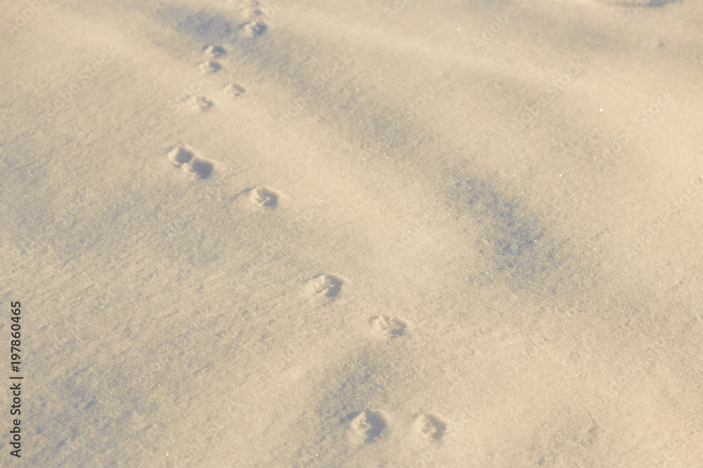 Footprints in the snow in the golden hour. Footprints in the snow in the golden hour.