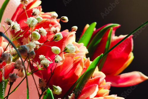 Beautiful pastel red-pink peonies flowers on white background, front view. Floral border or Layout or greeting card for Mothers day, wedding or happy event photo