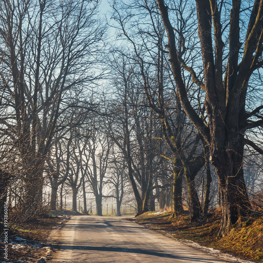 Fototapeta premium autumn landscape with empty road and trees