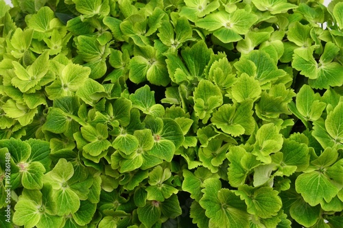 green hydrangea