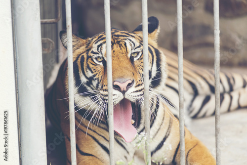 Tiger in a cage