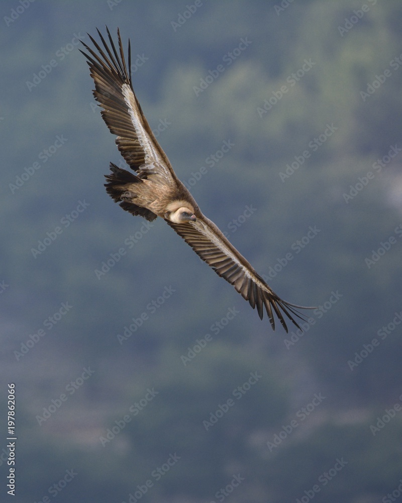 Fototapeta premium Griffon Vulture (Gyps fulvus), Crete, Greece 