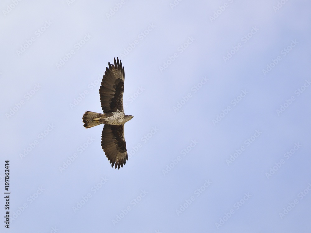 Bonelli's Eagle (Aquila fasciata), Greece
