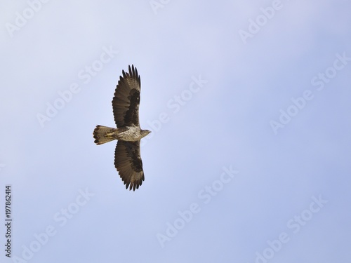 Bonelli s Eagle  Aquila fasciata   Greece