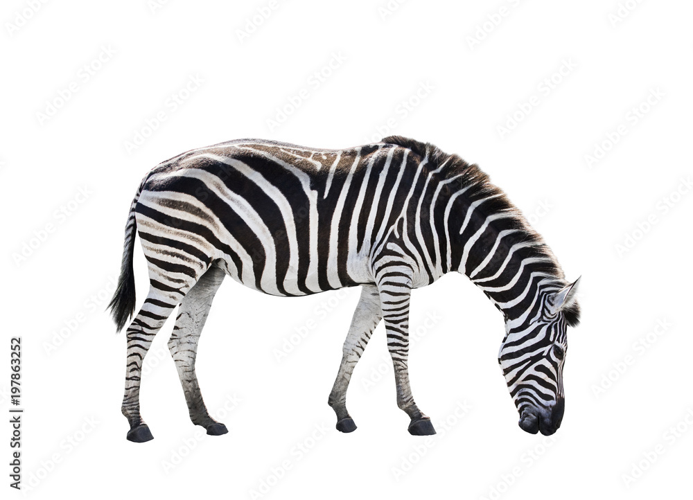 side view full body of african zebra isolated white background side view full body of african zebra isolated white background