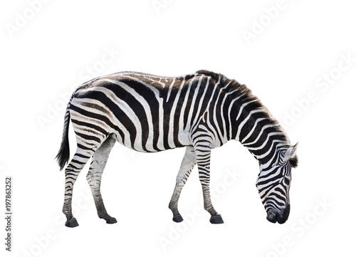 side view full body of african zebra isolated white background