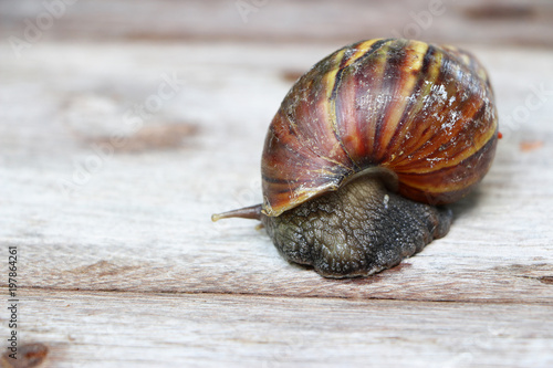 Snail on wooden closeup concept snail farm  photo