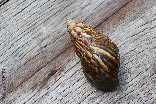 Snail on wooden closeup concept snail farm  photo