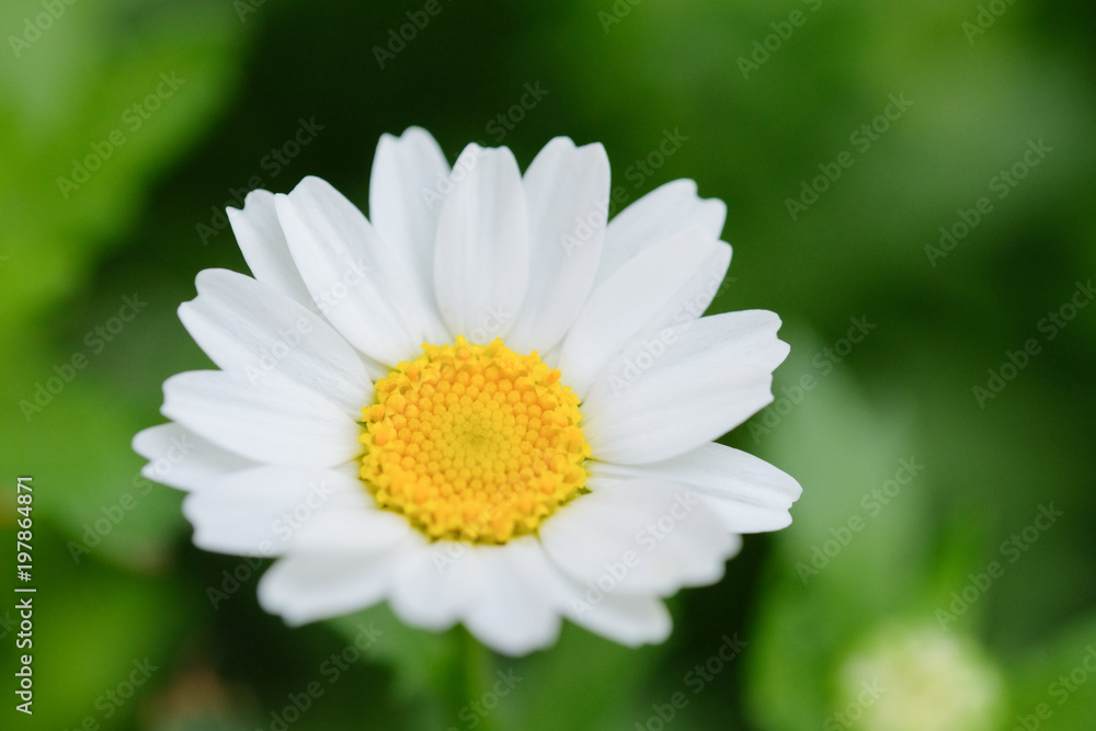 A daisy flower close-up macro. Oxeye daisy flower closeup macro photo. A daisy flower close-up macro. Oxeye daisy flower closeup macro photo.