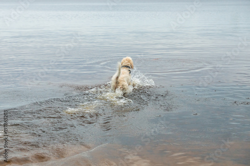 Young active white wire-haired spinone italiano breed dog runs in the water having fun splashing around the Ruostejärvi lake in Liesjarvi National park on a summer day in Southern Finland, Europe © Marina