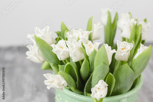 Tulips of white color in green vase. Floral natural backdrop. Unusual flowers, unlike the others.