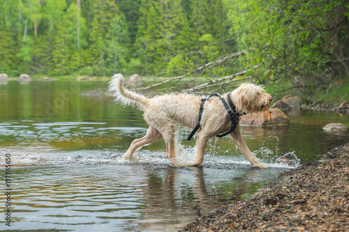 Young wet white wire-haired spinone italiano breed dog retrieves a stick from the Ruostejärvi lake in Liesjarvi National park on a summer day in Southern Finland, Europe photo