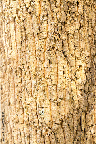 Tree bark texture background  © Luis2499