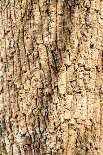 Tree bark texture background 