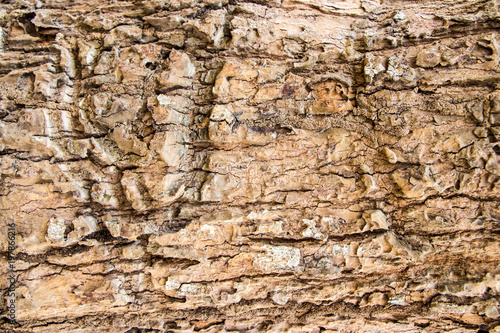 Tree bark texture background 