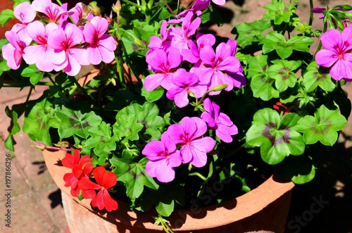 Fototapeta Naklejka Na Ścianę i Meble -  Geranien