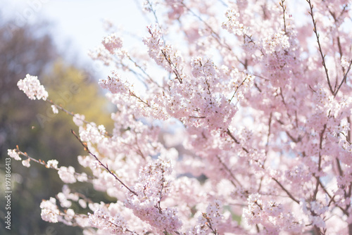 Cherry blossom & sky