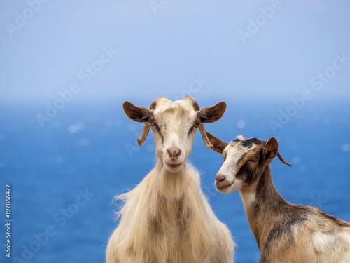 Two goats at the side of the road with the sea in the background