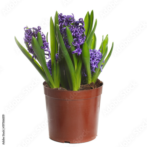 Blue hyacinths growing in a pot isolated on white background.