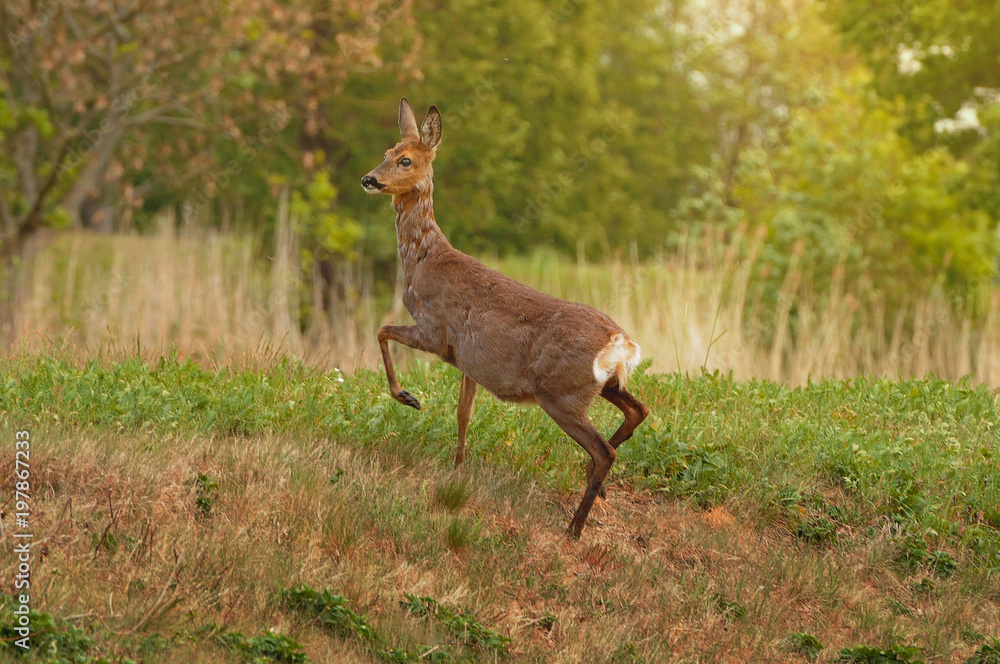 Fototapeta premium Roe deer on a Meadow in summer