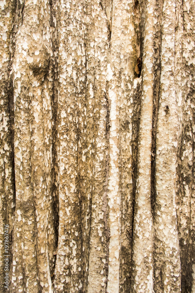 Fototapeta premium tree bark texture background 