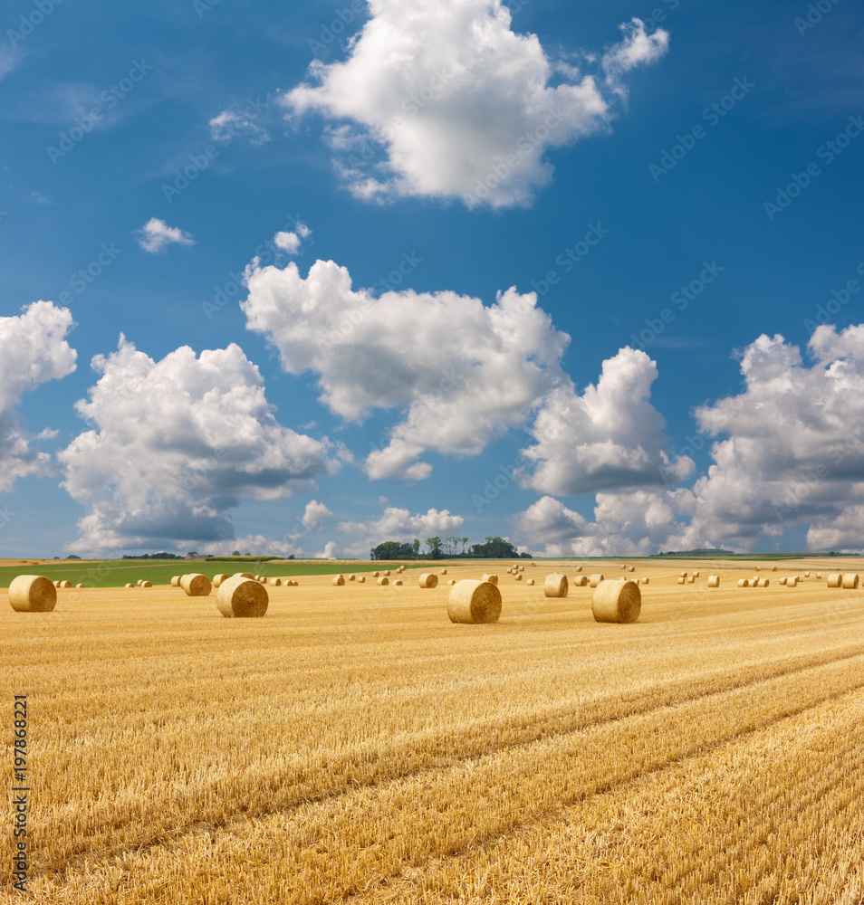 Yellow golden straw bales of hay in the stubble field, summer landscape under a blue sky with clouds