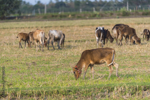 Herd of cattle grazing in g...