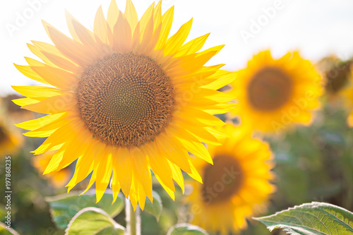 sunflowers in summer close-up in sunlight  field and agriculture. concept of harvest