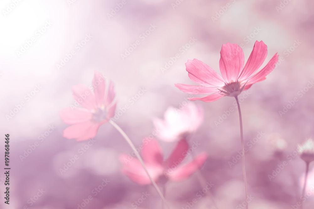 Summer floral pink background. Flowers in the sunlight,copy space. selective and soft focus.