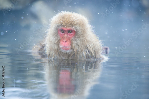 Snow monkey in a hot spring, Nagano, Japan.