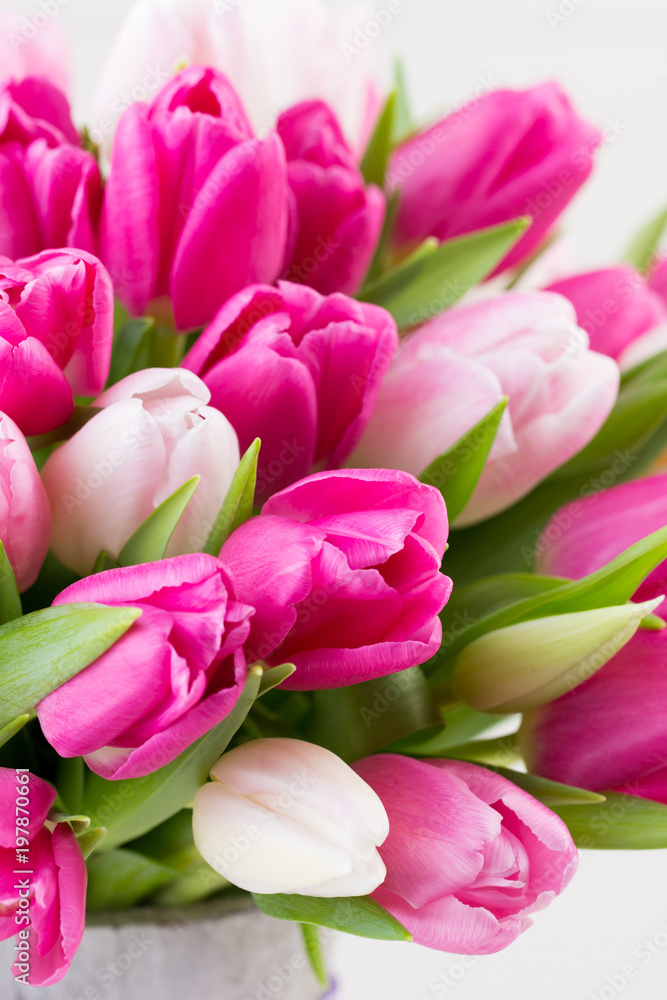 Pink tulip on the white background. Easter background