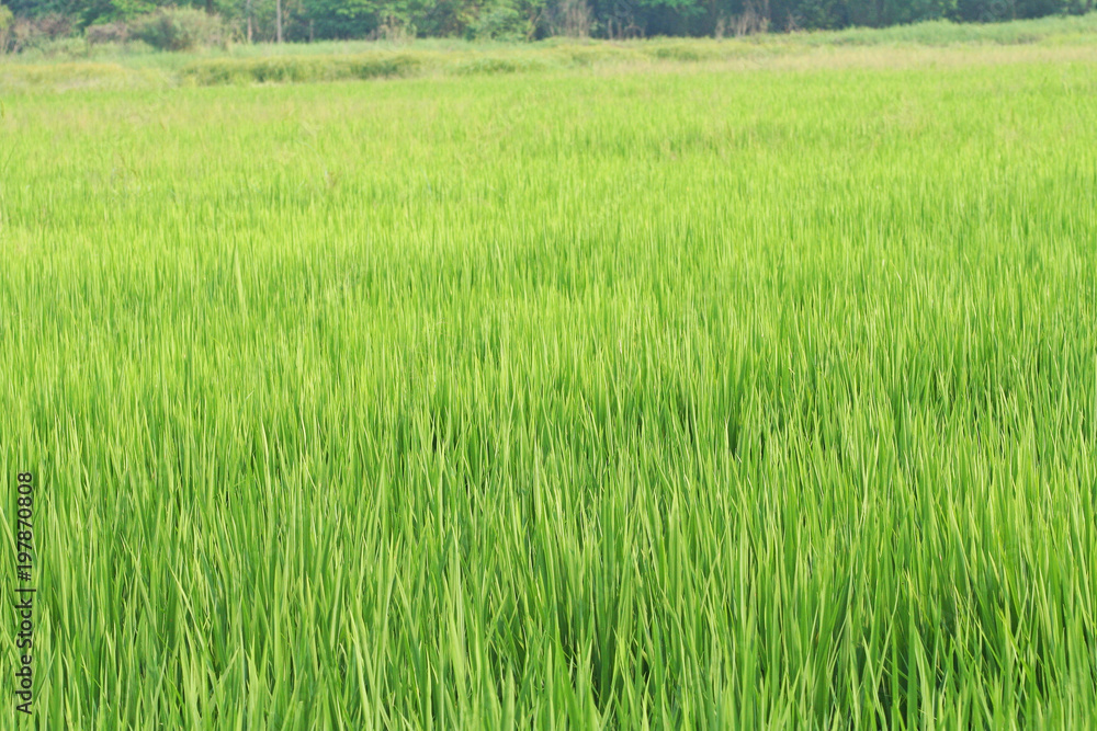 Rice field farm natural green outdoor background