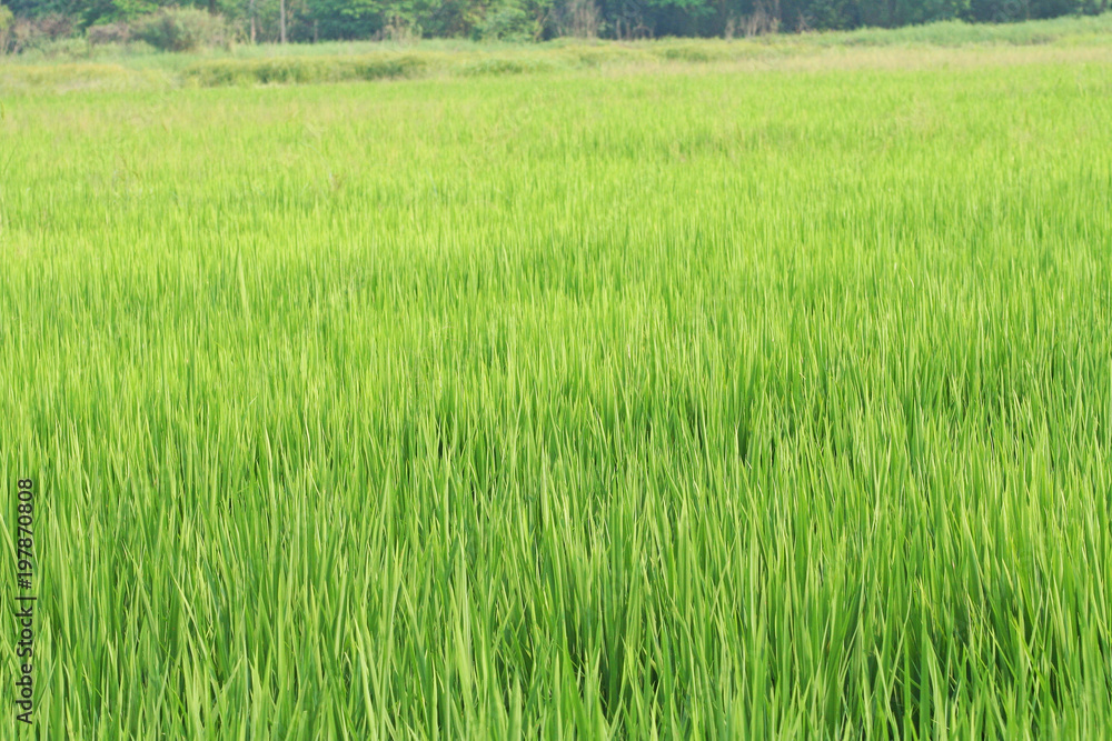 Rice field farm natural green outdoor background Rice field farm natural green outdoor background