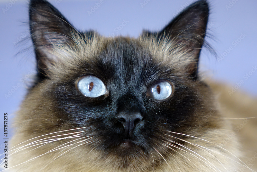 Beautiful cat on a blue background.