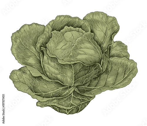 Cabbage hand drawing vintage engraving illustration