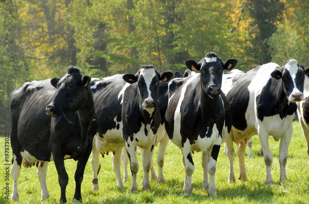 vaches de race Holstein au pré, France vaches de race Holstein au pré, France
