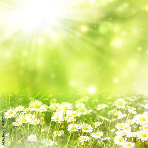 bright natural background with white daisies