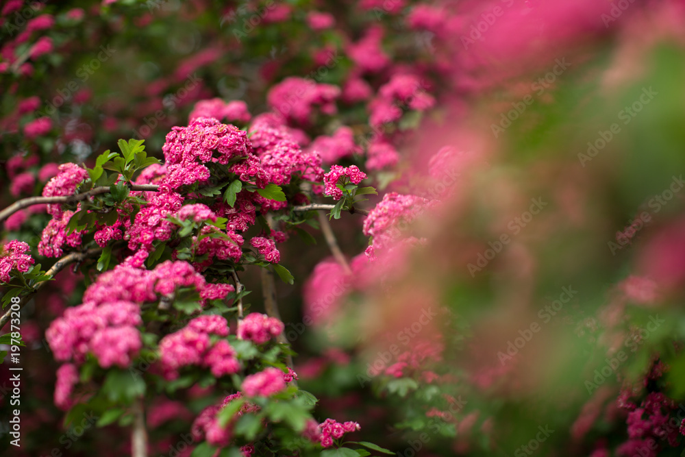 Obraz premium Pink flowers on a tree branch