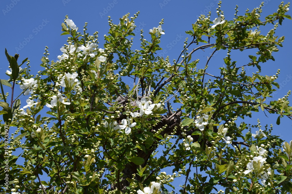 Fototapeta premium Clean white flowers 