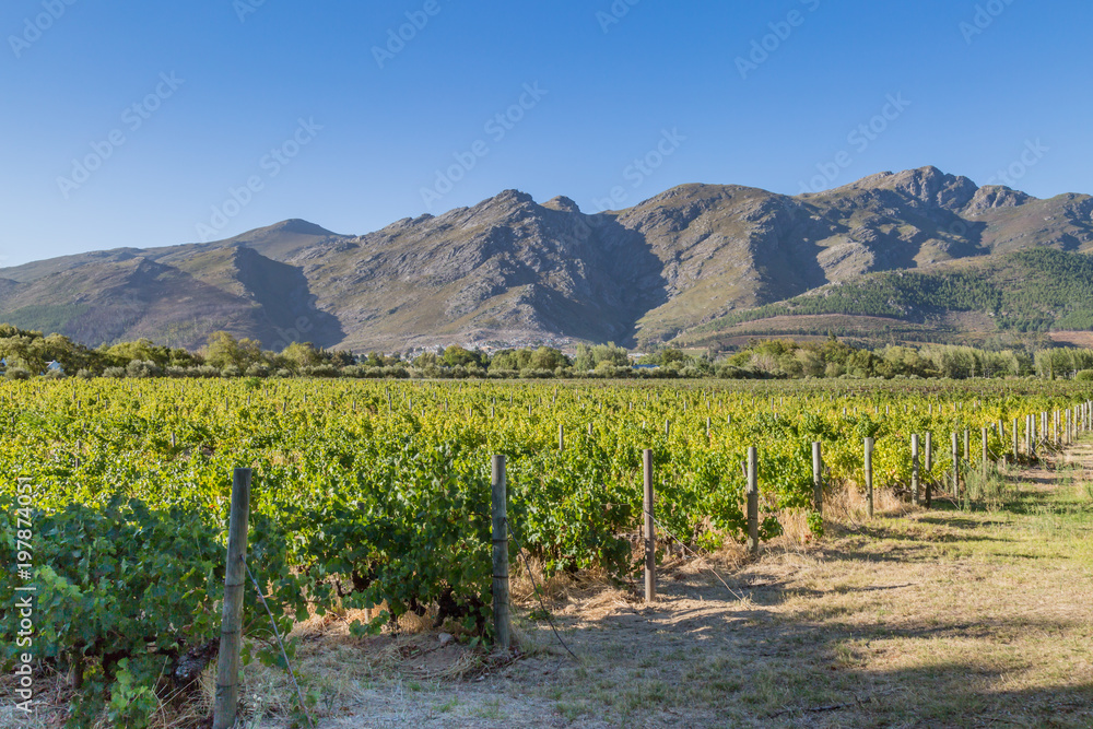 Naklejka premium A South African Vineyard