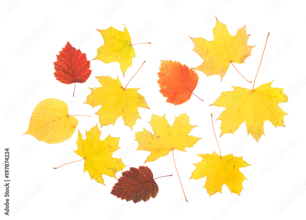 Composition of autumn leaves Composition of autumn leaves