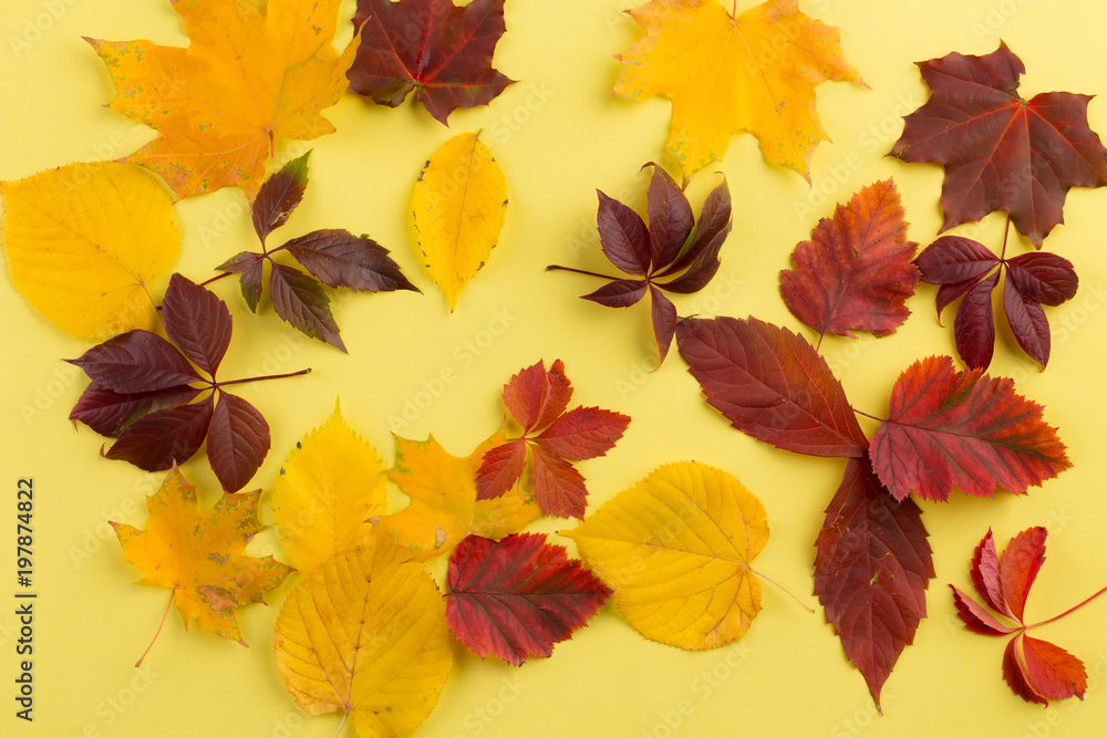 Background of autumn leaves. Background of autumn leaves.