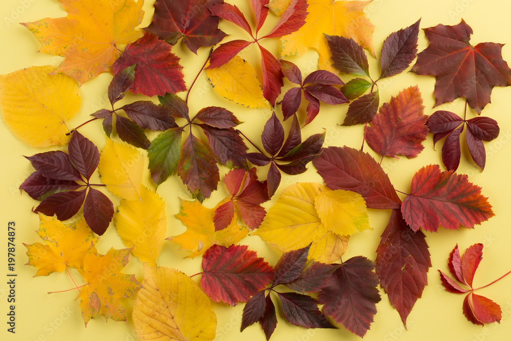 Background of autumn leaves. Background of autumn leaves.