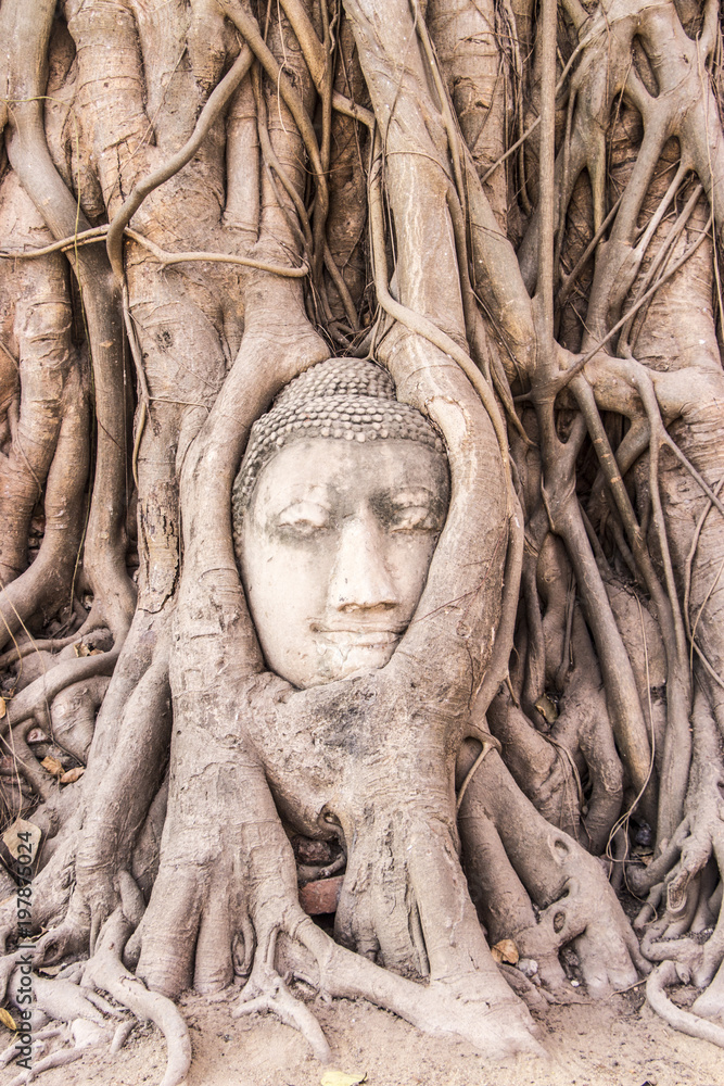 Buddha head in banyan tree wat mahatad Ayutthaya Thailand