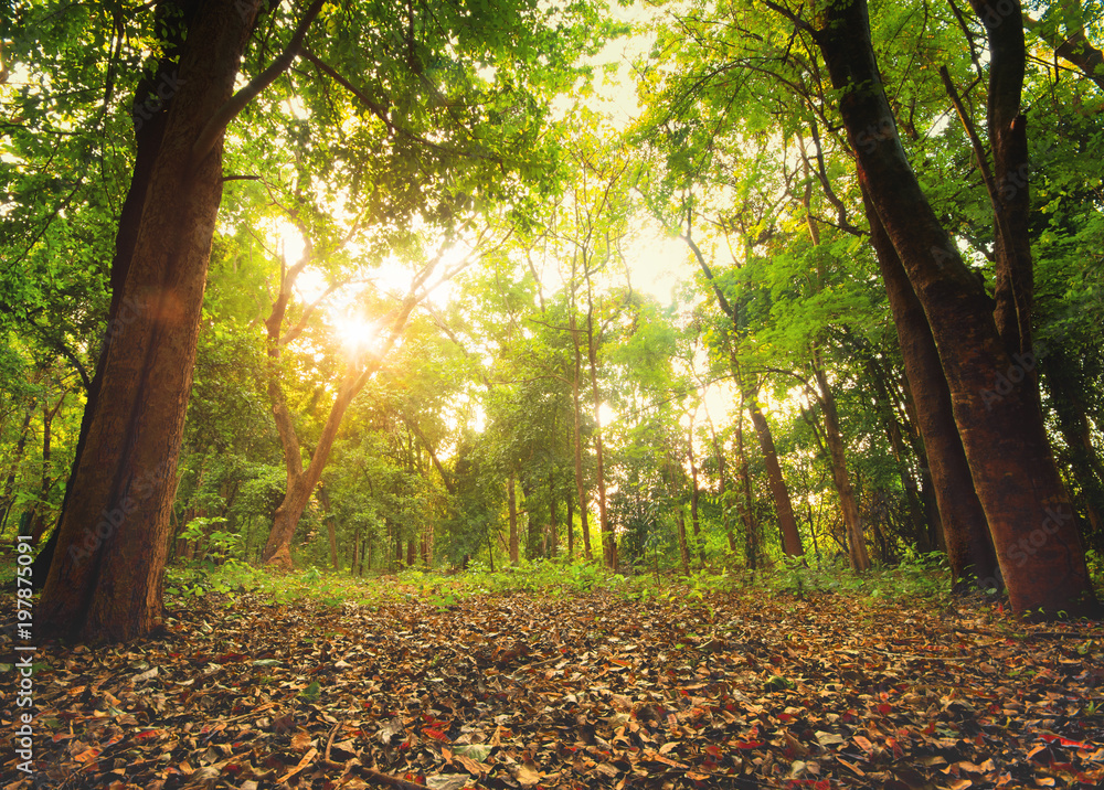 Obraz premium Sunlight in the forest, forest landscape photography.