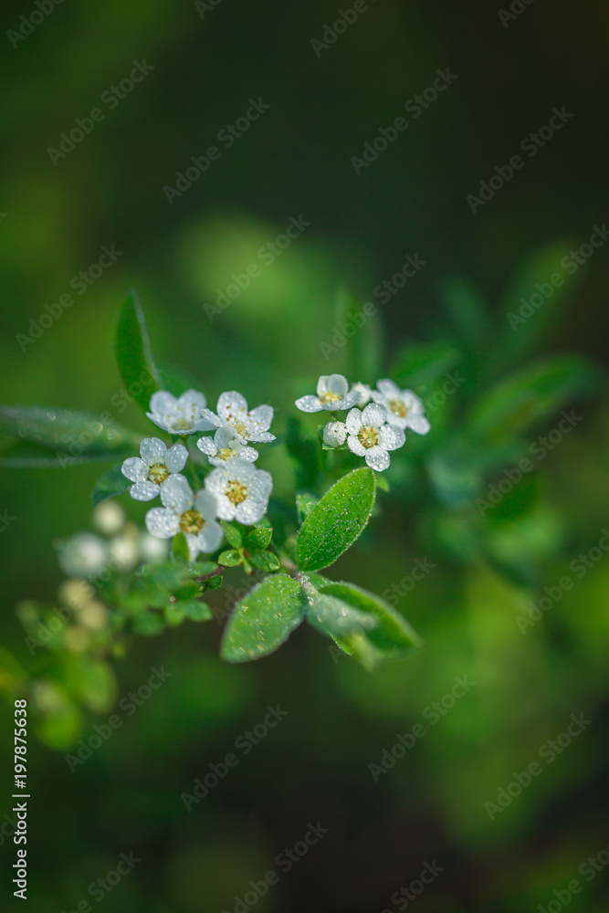 Frühling Frühling