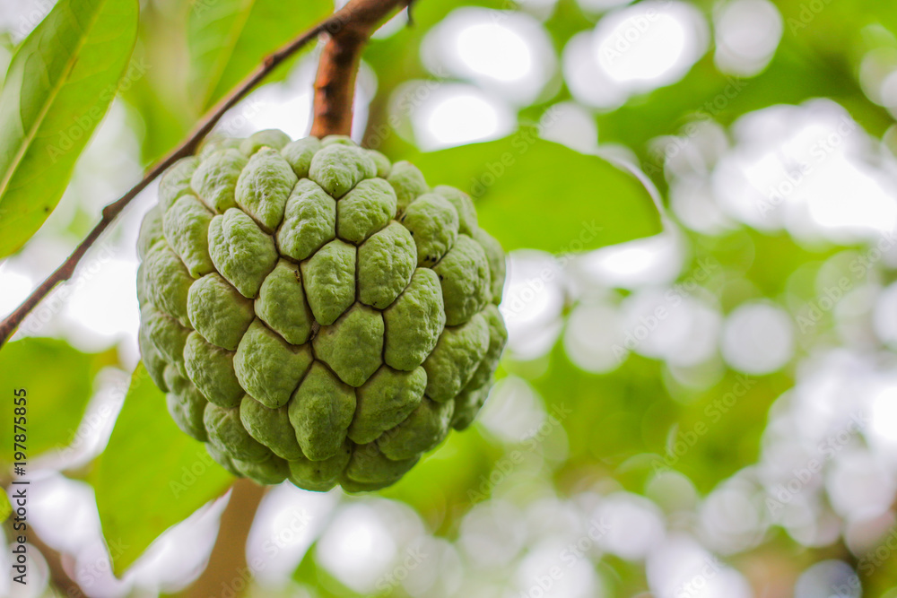 Green custard apple on brach tree Green custard apple on brach tree