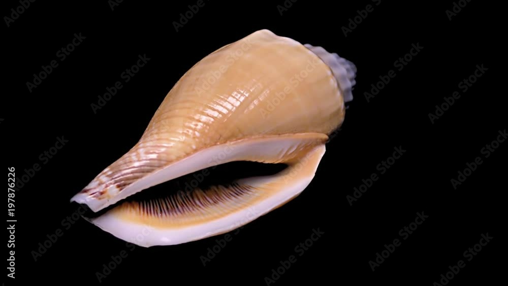 Seashell Isolated on Black Background – Close-up, Detail Seashell Isolated on Black Background – Close-up, Detail